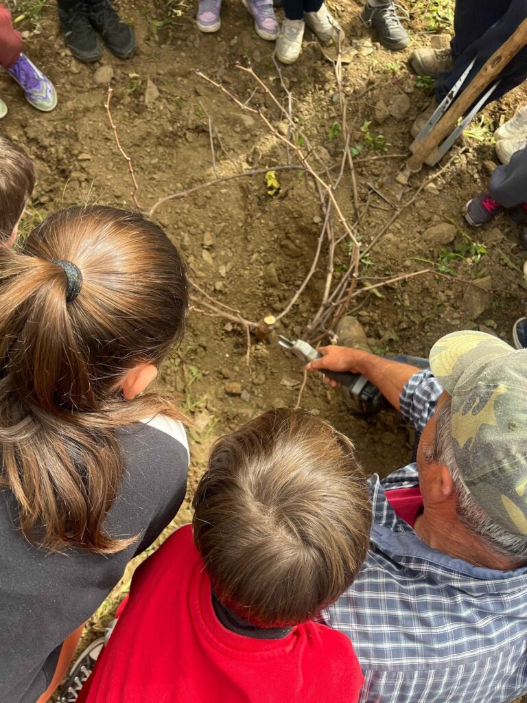 Aprendemos del terreno: poda e injerto en nuestro viñedo escolar Poda e injerto en viñedo escolar